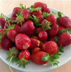 Strawberry Hecker