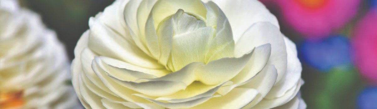 Ranunculus close up 5