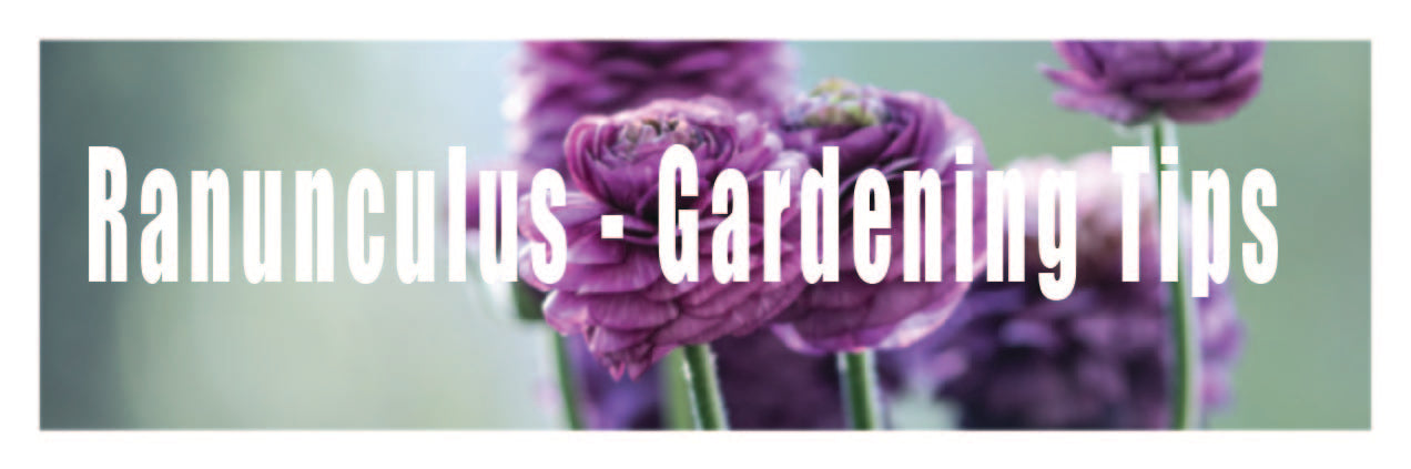 Ranunculus Garden Tips