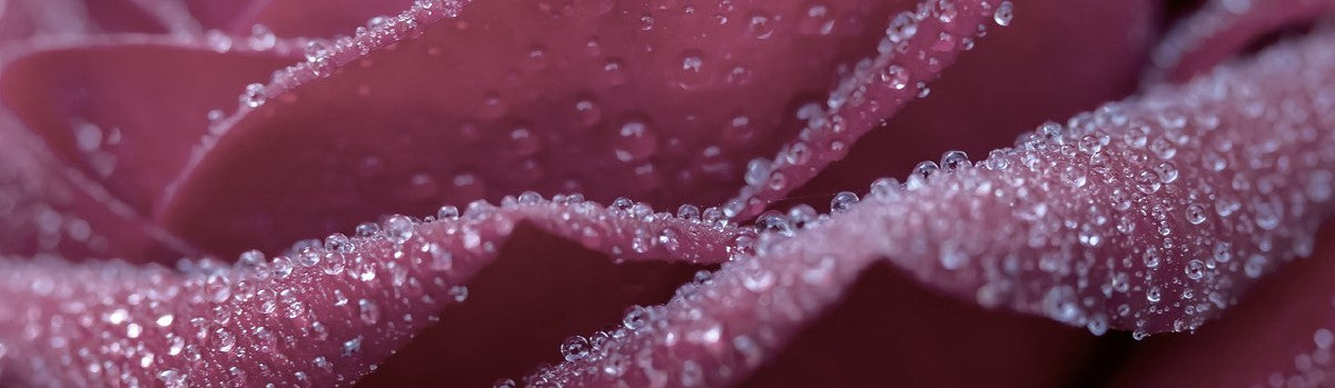 close up of rose with water droplets