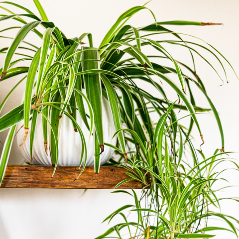 Spider plant