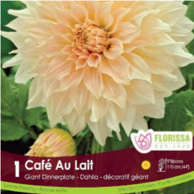 Cafe Au Lait, Dinnerplate Dahlia