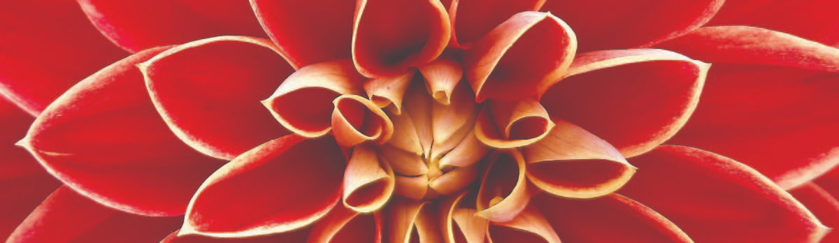 Close up of the centre of a Dahlia