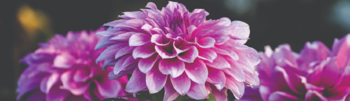 Pink Dahlias