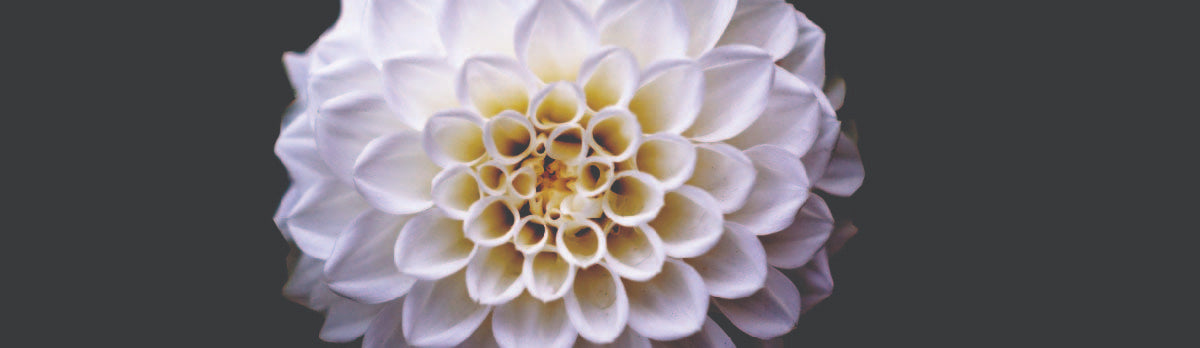 White Dahlia