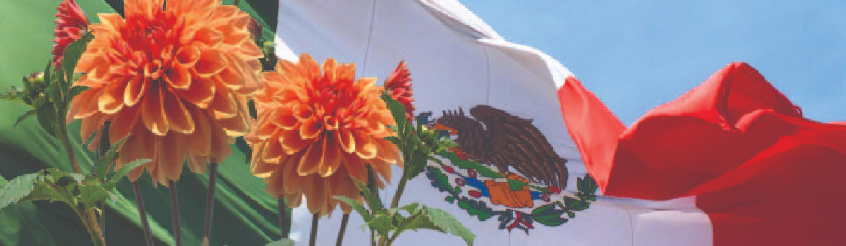Dahlias in front of a Mexican Flag