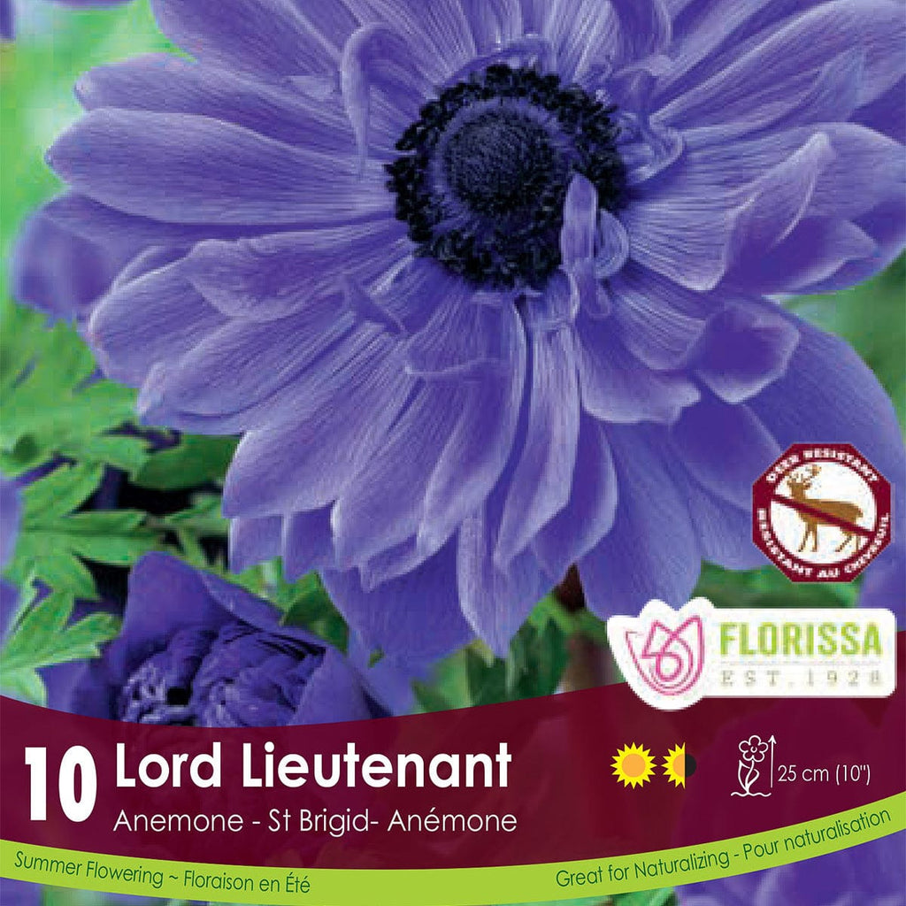 Anemone | Lord Lieutenant | Spring Planting Bulb – Wildwood Outdoor Living