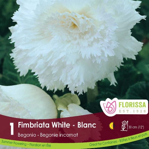 Begonia Fimbriata White | Spring Planting Bulbs – Wildwood Outdoor Living