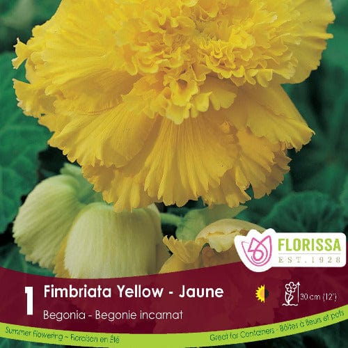 Begonia Fimbriata Yellow | Spring Planting Bulbs – Wildwood Outdoor Living