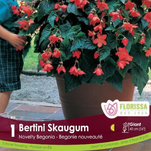 Novelty Begonia | Bertini Skaugum | Spring Planting Bulb – Wildwood Outdoor  Living
