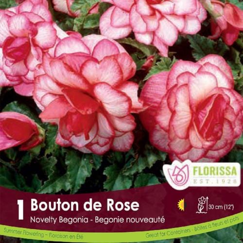 Novelty Begonia | Bouton de Rose | Spring Planting Bulb – Wildwood Outdoor  Living