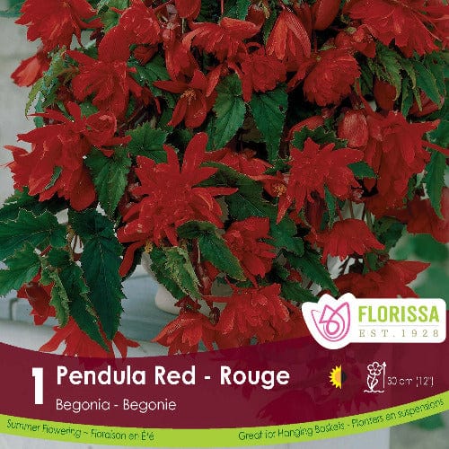 Begonia Pendula Red | Spring Planting Bulb – Wildwood Outdoor Living