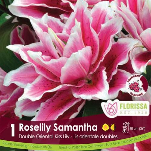 Double Oriental Kiss Lily | Roselily Samantha | Spring Planting Bulb –  Wildwood Outdoor Living
