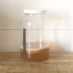 Kombucha SCOBY stored safely in a jar. 