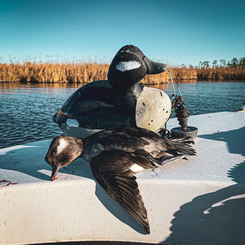 hen bufflehead decoy with shot holes