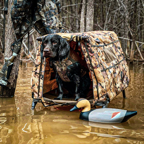 boykin spaniel with gadwall decoy