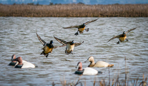 ducks committing to dixie decoys