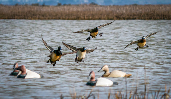 canvasbacks decoying to dixie decoys
