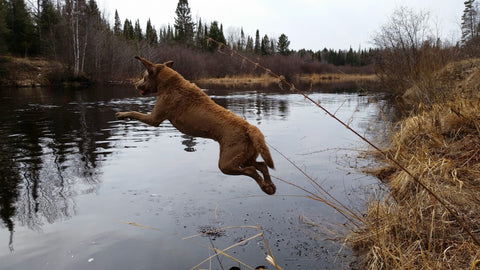 chesapeake bay retriever jumping in the water