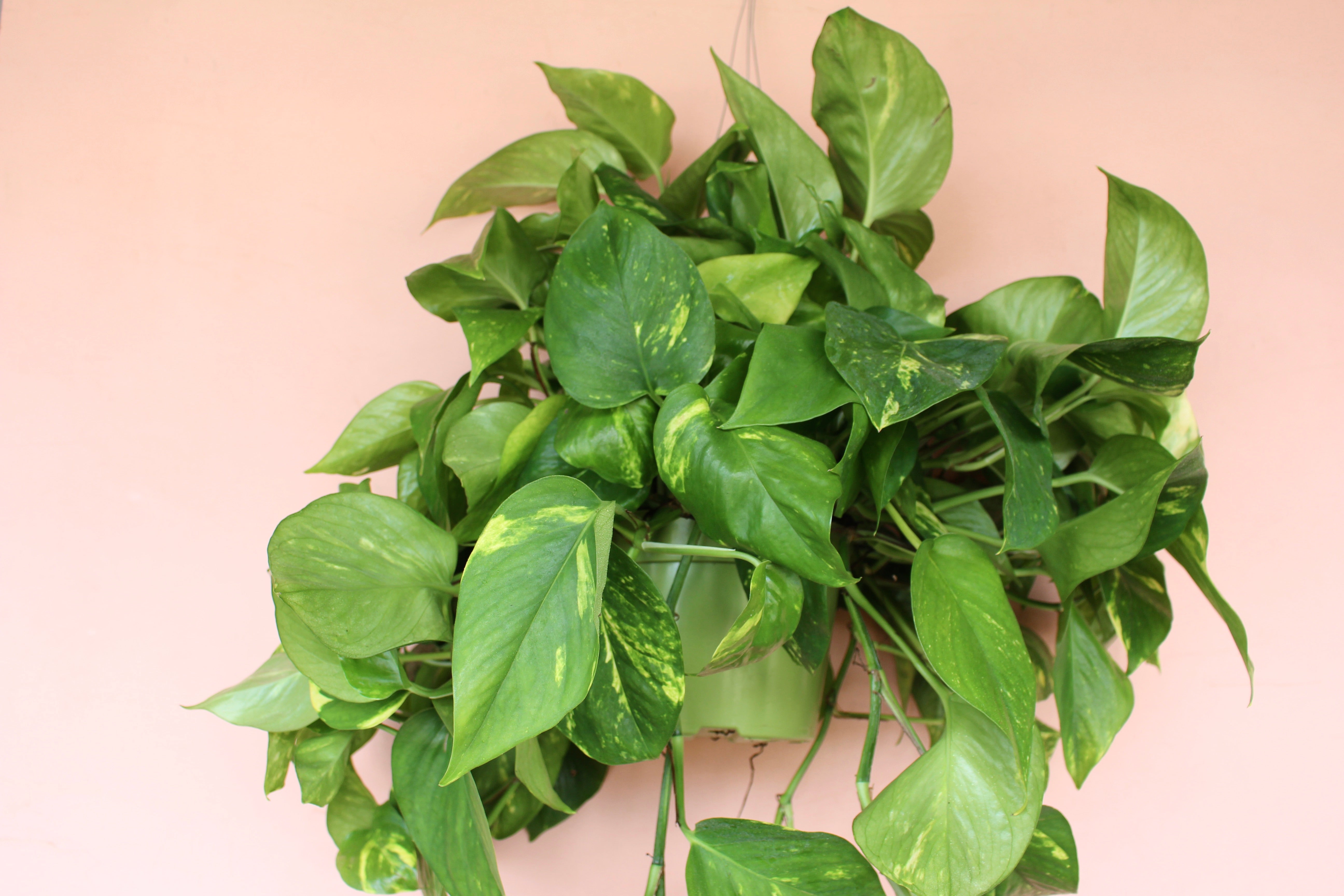 Pothos 'Golden' – Solabee Flowers & Botanicals