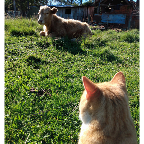 Cute, orange cat and gentle cow looking at each other in a field. 