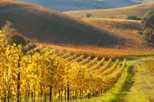Vineyard of Martellotto Winery, Santa Barbara