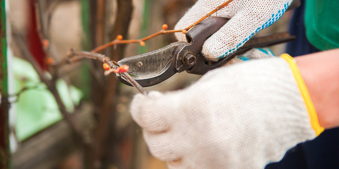 Grapevine Pruning