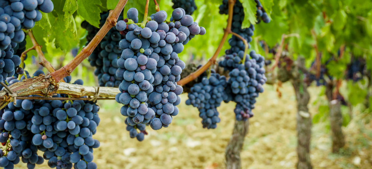 what grapevines need to thrive