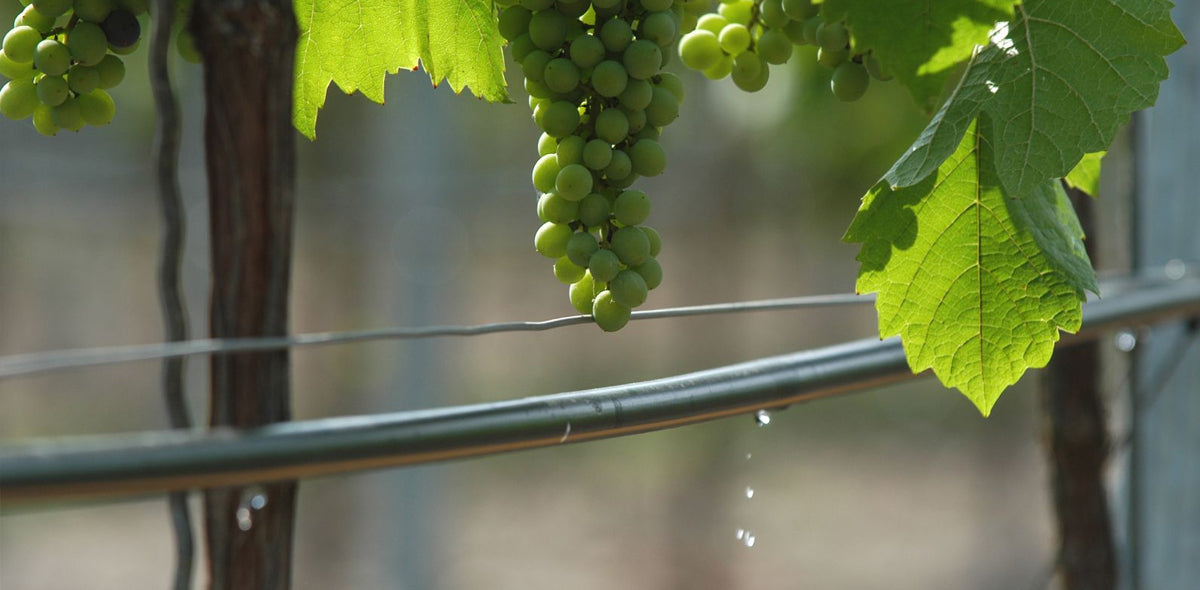 vineyard soil and water relationship