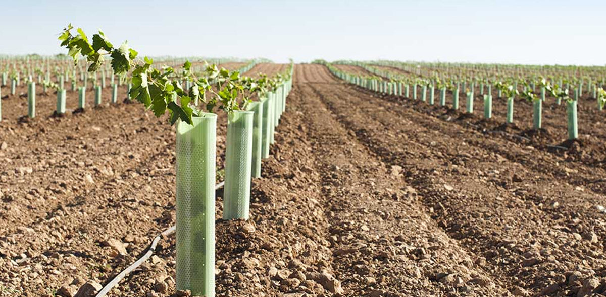 soil matters when planting a vineyard