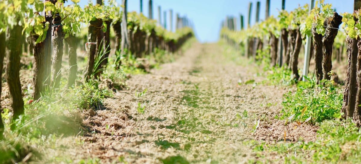 vineyard soil matters