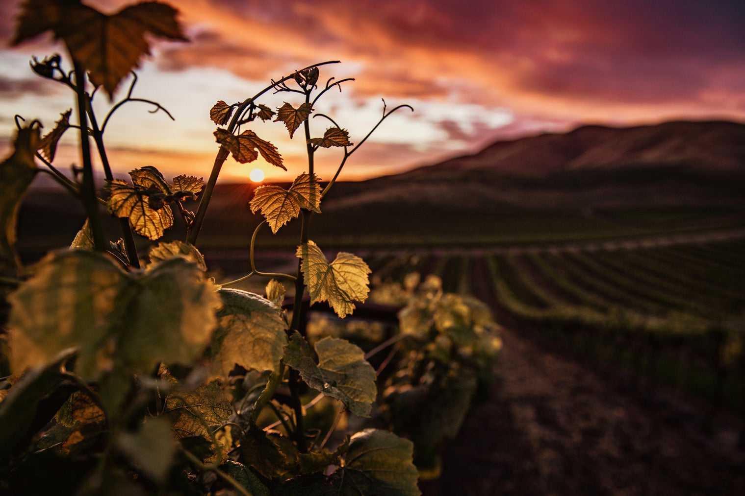 Sunset in the vineyard at Martellotto Winery Happy Canyon Vineyard