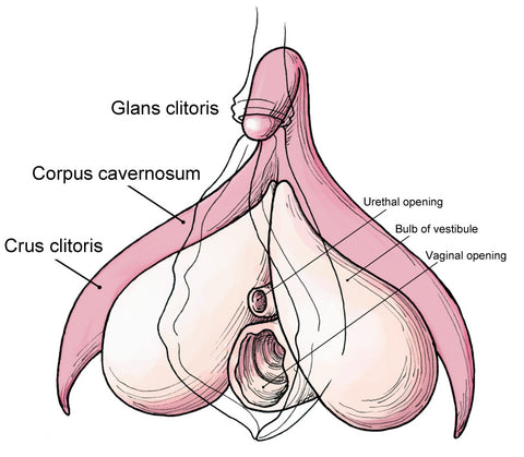 Anatomical drawing of clitoris with parts labelled including glans clitoris, corpus cavernosum, crus clitoris, urethral opening, bulb of vestibule, and vaginal opening.