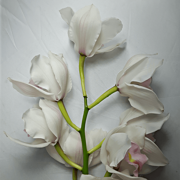 White Cymbidium Orchid