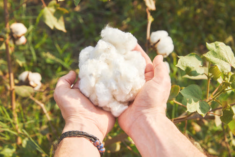 Freshly picked cotton in India – all organic knotte cotton 