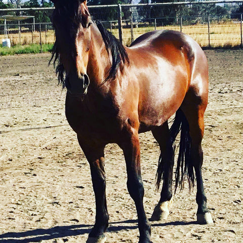 Mustang Horse Jango training