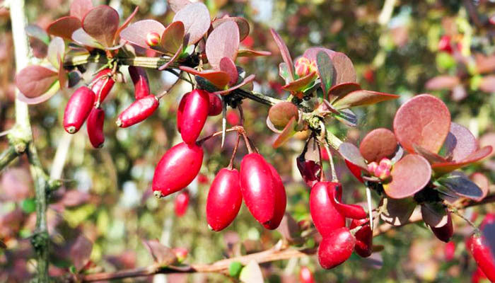 Berberine_(For_Insulin_Resistance)