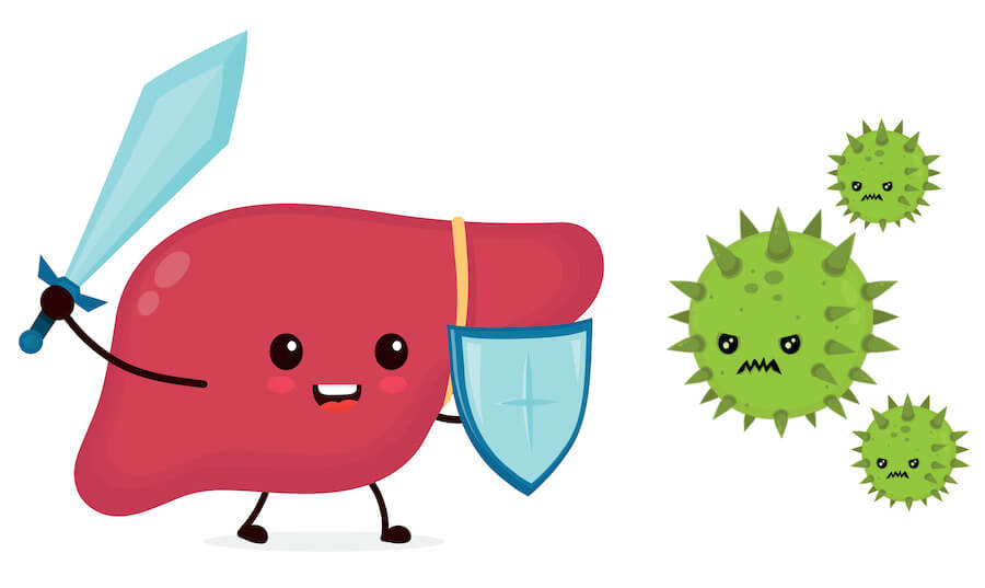 healthy liver animation fighing virus