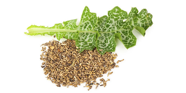 milk thistle seeds leaf for liver support omnibiotics supplement