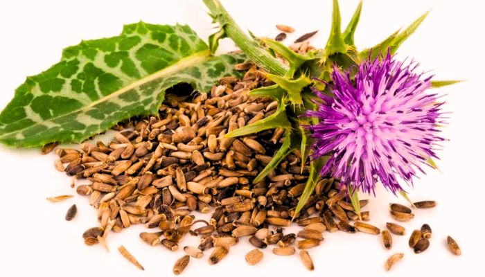 milk thistle seeds