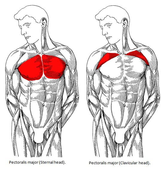 The Parts of the Chest and How to Train Them