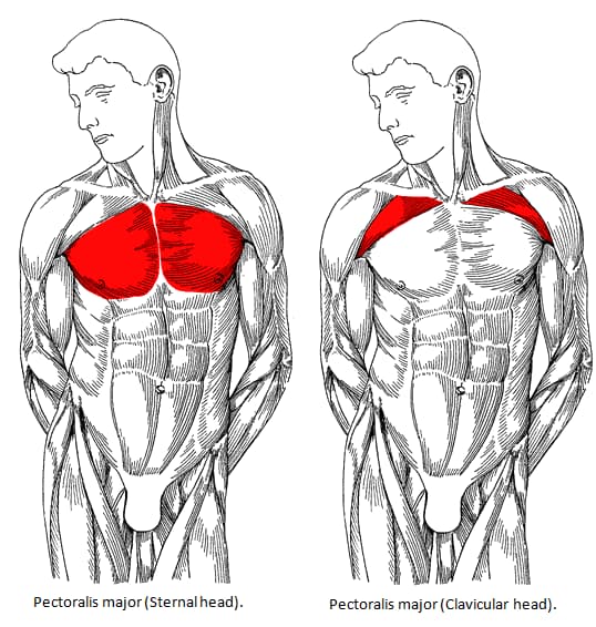 Build a Big Chest: The Best Chest Workout for Mass