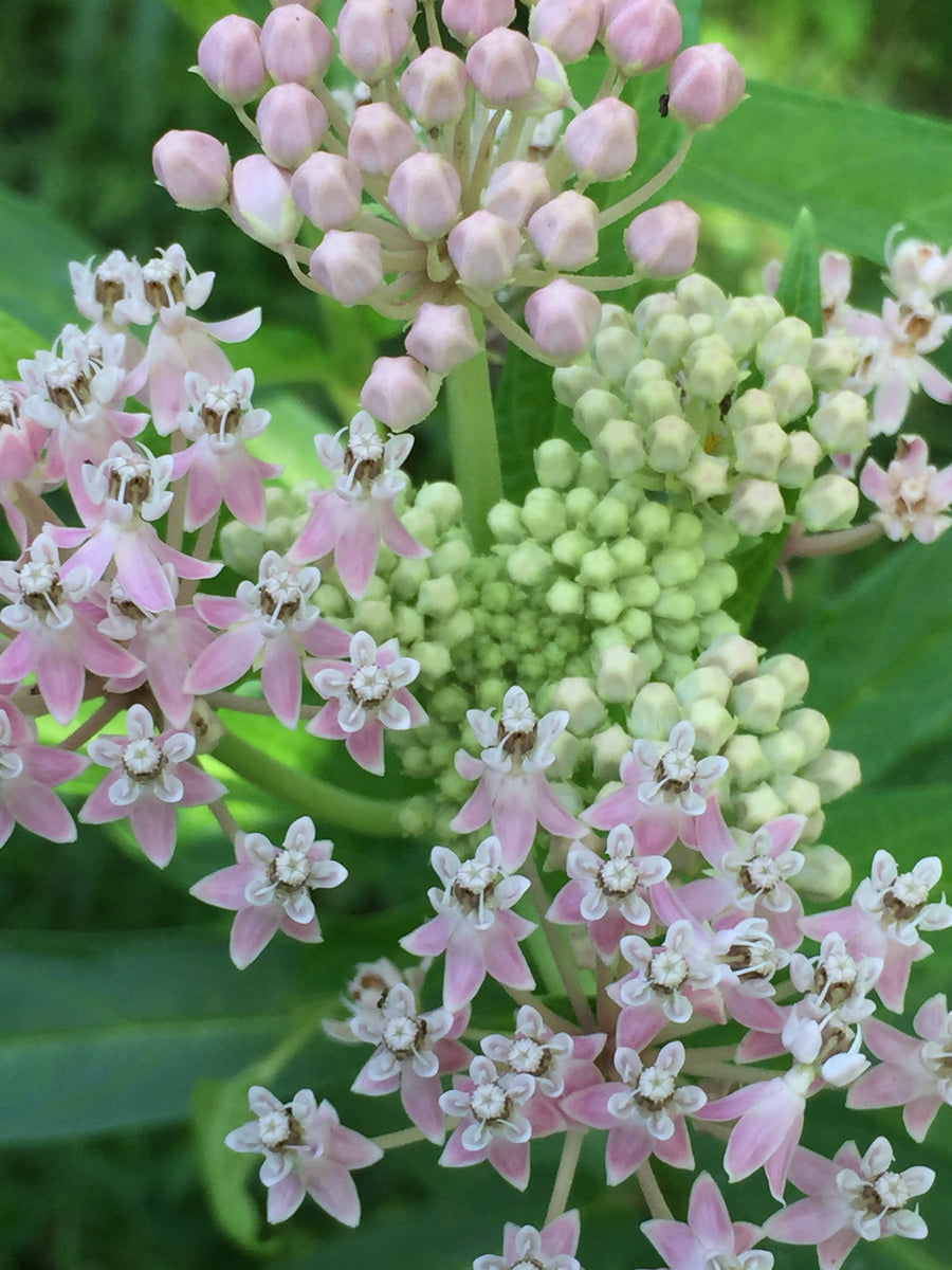 A1. Pink Milkweed Seed – Florida Native Wildflowers