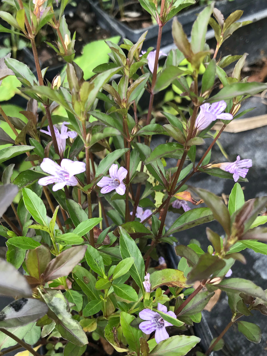 Twinflower- Dyschoriste oblongifolia – Florida Native Wildflowers