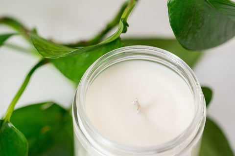 A pure white candle with a cotton wick among vibrant green leaves. Sourced from Unsplash.