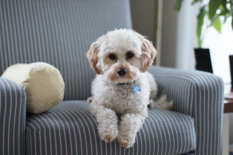 A poodle or similar breed wearing a blue collar perched on an armchair. Sourced from Pexels.