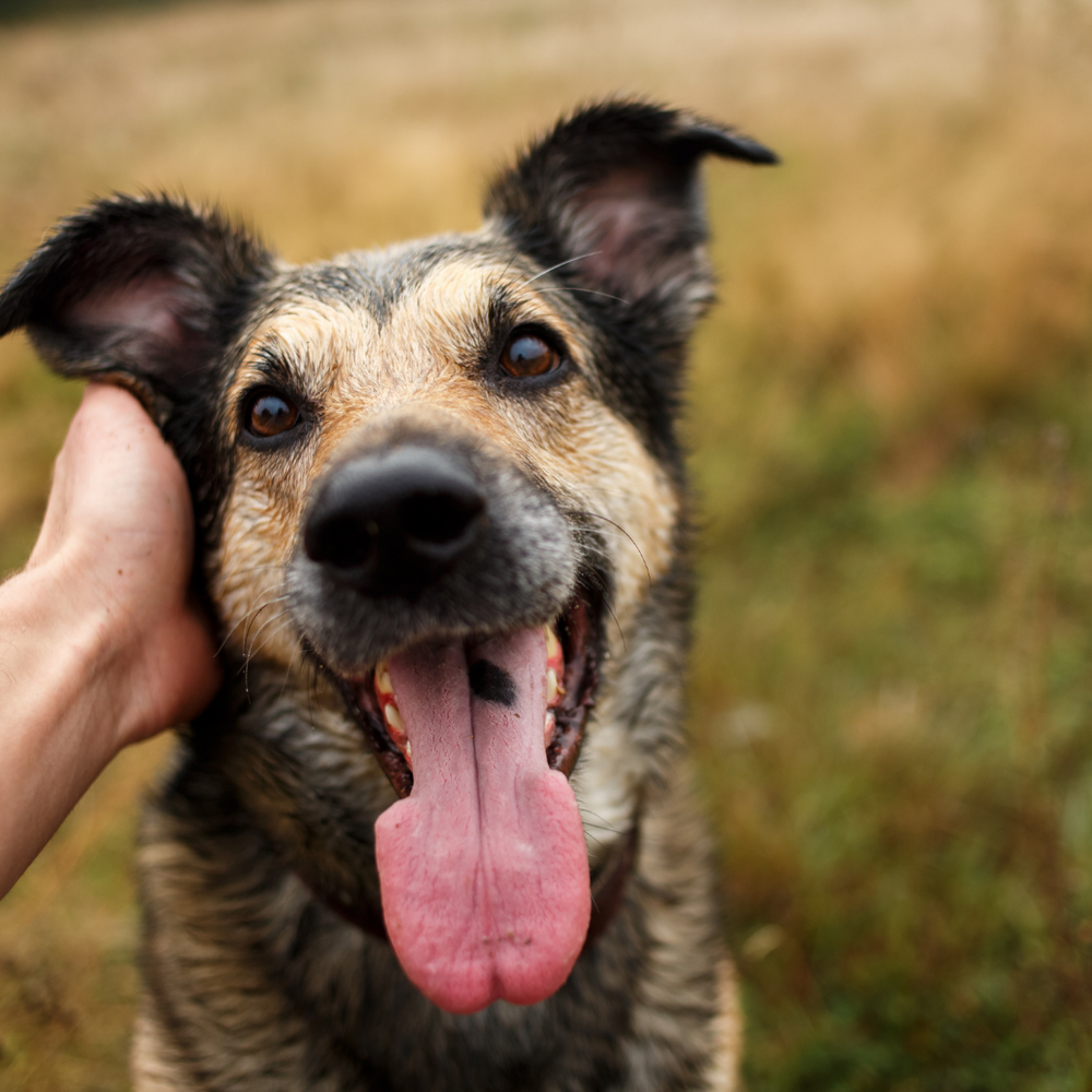 how long do you boil a bone for a dog