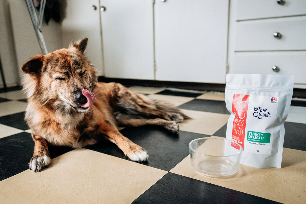 Dog smacking lips after finishing meal 