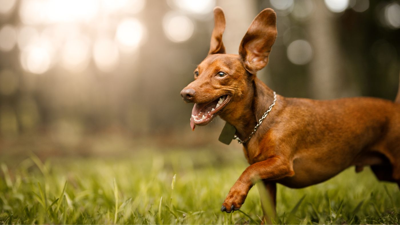 dachshund running