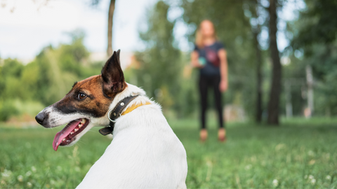 dog training on grass